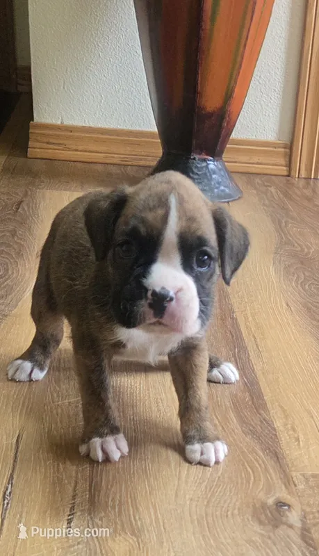Suzie – Boxer puppy for sale in Whitelaw, WI