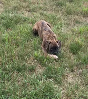Archur, a male Boxer for sale in Whitelaw, WI – 2 of 5