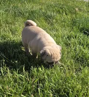 Chubbs, a male Pug for sale in Whitelaw, WI – 3 of 3