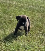 Axel, a male Boxer for sale in Whitelaw, WI – 4 of 7