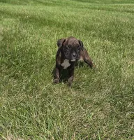 Runt  , a male Boxer for sale in Whitelaw, WI – 4 of 6