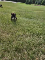 Duke, a male Boxer for sale in Whitelaw, WI – 9 of 10