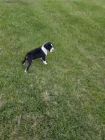 Dixie, a female Boxer for sale in Whitelaw, WI – 3 of 4
