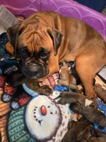 Axel, a male Boxer for sale in Whitelaw, WI – 7 of 7