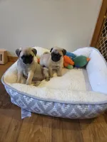 Purebred female, a female Pug for sale in Whitelaw, WI – Photo 3 of 3