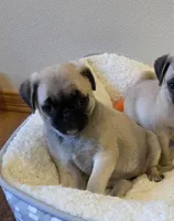 Purebred female, a female Pug for sale in Whitelaw, WI – Photo 1 of 3
