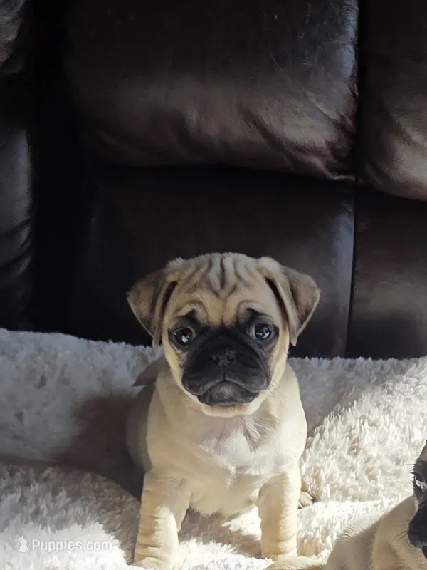 Allie – Pug puppy on hold in Whitelaw, WI