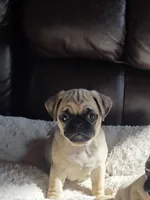 Allie, a female Pug for sale in Whitelaw, WI – 1 of 2