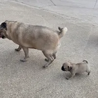 Runt, a female Pug for sale in Whitelaw, WI – 3 of 5