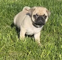 Annie, a female Pug for sale in Whitelaw, WI – 1 of 2