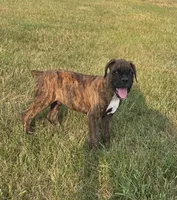 Archur, a male Boxer for sale in Whitelaw, WI – 2 of 5