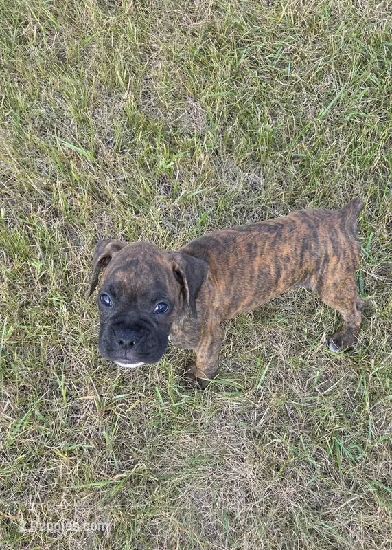 Atkin – Boxer puppy for sale in Whitelaw, WI