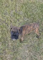 Atkin, a male Boxer for sale in Whitelaw, WI – 1 of 9