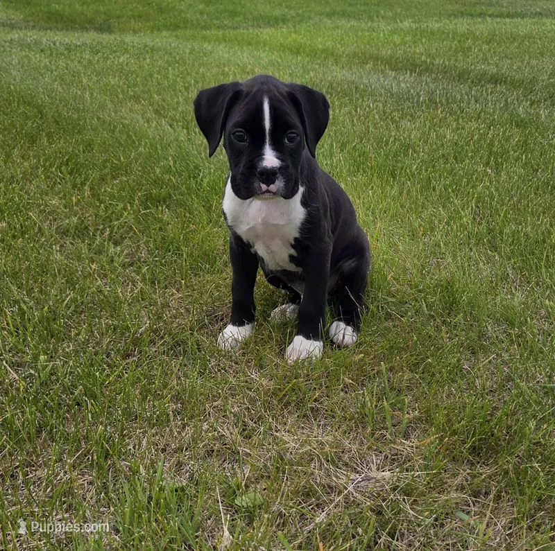 Max – Boxer puppy for sale in Whitelaw, WI