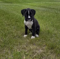 Max, a male Boxer for sale in Whitelaw, WI – 1 of 10