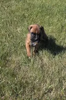 Aspen, a female Boxer for sale in Whitelaw, WI – 2 of 5