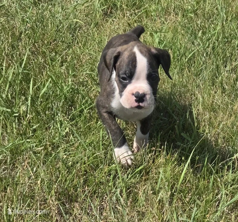 Abe – Boxer puppy on hold in Whitelaw, WI