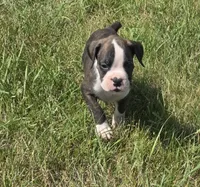 Abe, a male Boxer for sale in Whitelaw, WI – 1 of 2