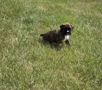 Dalhia, a female Boxer for sale in Whitelaw, WI – 4 of 5