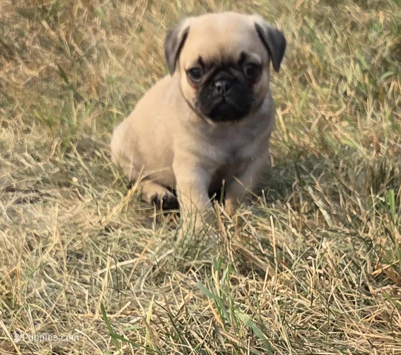 Murphy – Pug puppy for sale in Whitelaw, WI