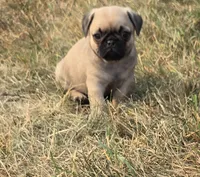 Murphy, a male Pug for sale in Whitelaw, WI – 1 of 2