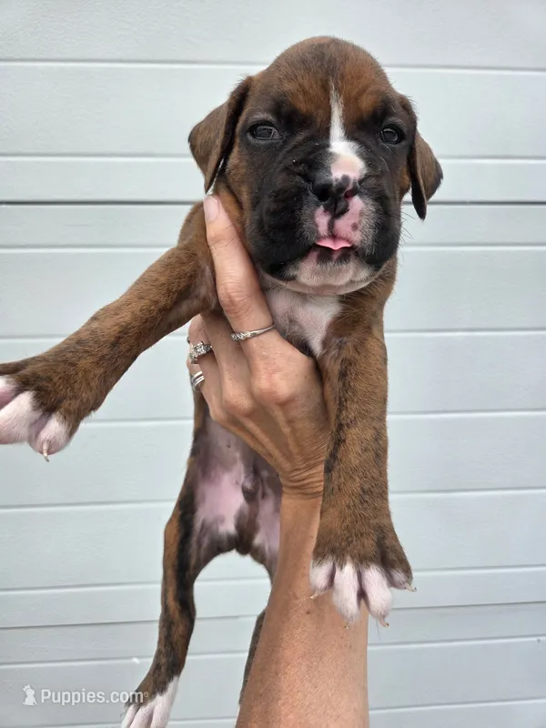 Toby – Boxer puppy for sale in Whitelaw, WI