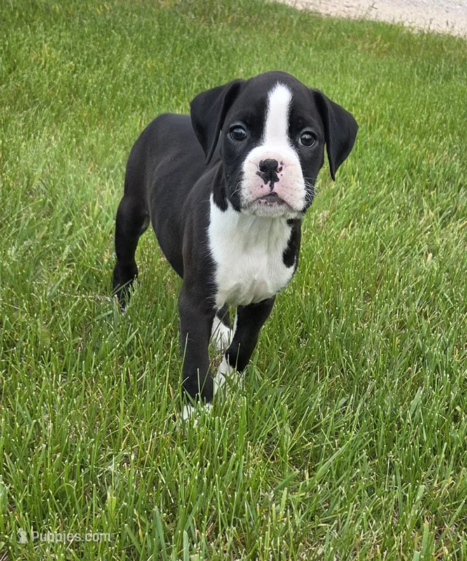 Oscar – Boxer puppy for sale in Whitelaw, WI