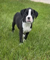 Oscar, a male Boxer for sale in Whitelaw, WI – 1 of 8