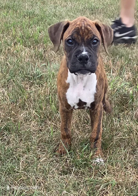 Mia – Boxer puppy for sale in Whitelaw, WI