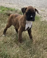 Attie, a female Boxer for sale in Whitelaw, WI – 5 of 7