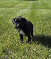 Taazer, a male Boxer for sale in Whitelaw, WI – 2 of 6