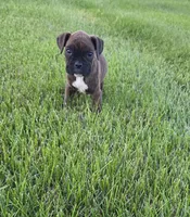 Pebbles, a female Boxer for sale in Whitelaw, WI – 2 of 7