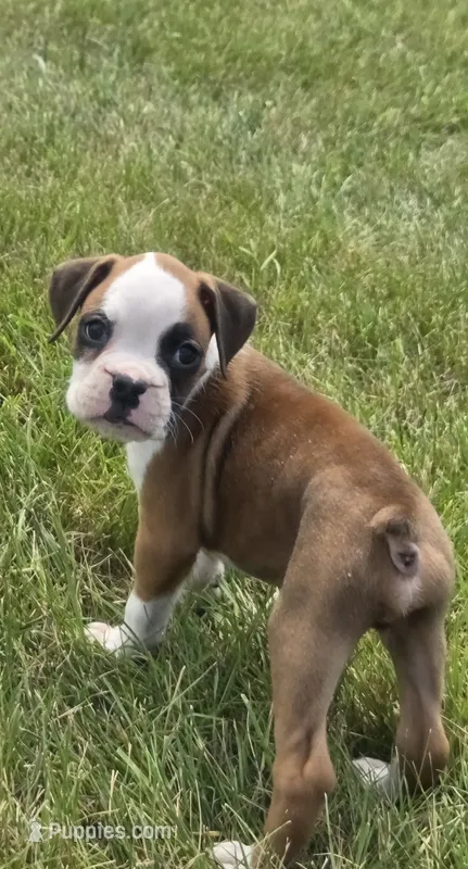 Ace – Boxer puppy for sale in Whitelaw, WI