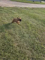 Ava, a female Boxer for sale in Whitelaw, WI – 8 of 8