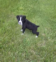 Oscar, a male Boxer for sale in Whitelaw, WI – 7 of 8