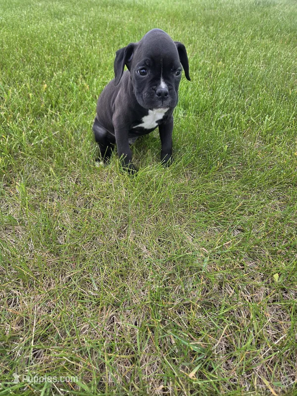 Bently – Boxer puppy for sale in Whitelaw, WI