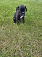 Bently, a male Boxer for sale in Whitelaw, WI – 2 of 3