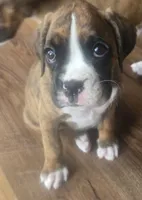 Suzie, a female Boxer for sale in Whitelaw, WI – 8 of 9