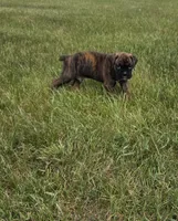 Duke, a male Boxer for sale in Whitelaw, WI – 4 of 10
