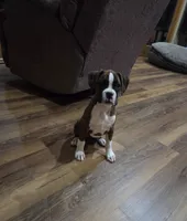 Maliah, a female Boxer for sale in Whitelaw, WI – 8 of 10