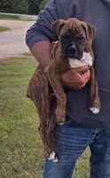 Mia, a female Boxer for sale in Whitelaw, WI – 2 of 3