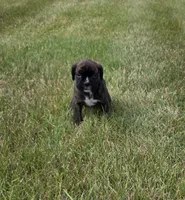 Drew, a male Boxer for sale in Whitelaw, WI – 2 of 4