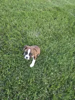 Maliah, a female Boxer for sale in Whitelaw, WI – 8 of 10