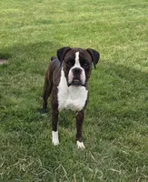 Sasha, a female Boxer for sale in Whitelaw, WI – 5 of 5