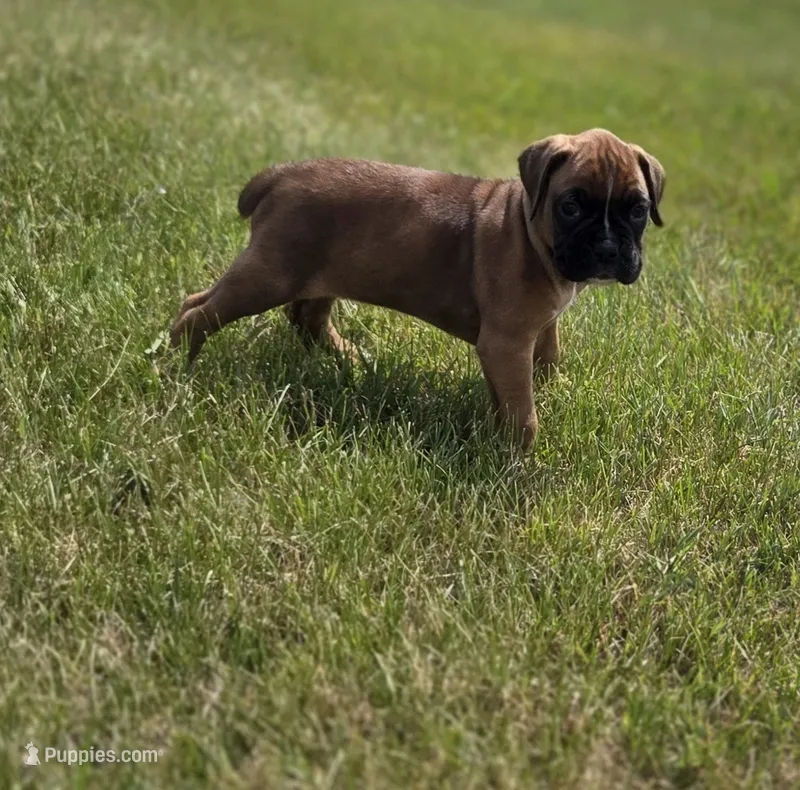 Daisee – Boxer puppy for sale in Whitelaw, WI