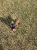 Atkin, a male Boxer for sale in Whitelaw, WI – 2 of 9