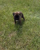 Duke, a male Boxer for sale in Whitelaw, WI – 8 of 10