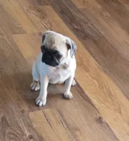 Tia, a female Pug for sale in Whitelaw, WI – 2 of 5