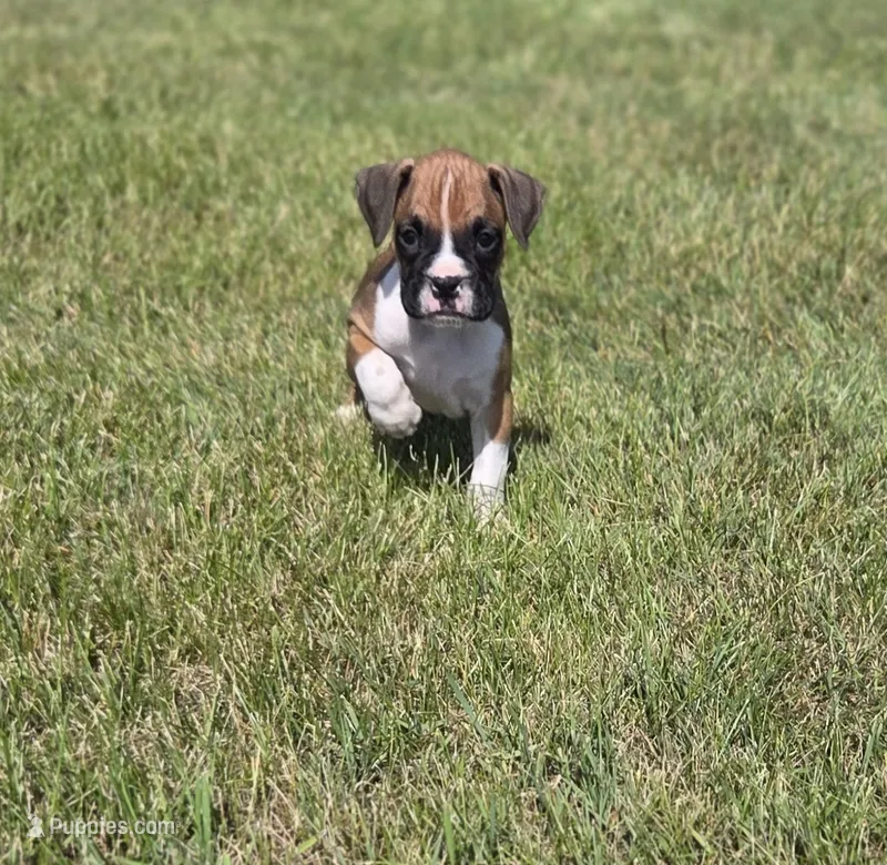 Archur, a male Boxer for sale in Whitelaw, WI – 1 of 5