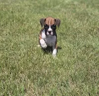 Archur, a male Boxer for sale in Whitelaw, WI – 1 of 5